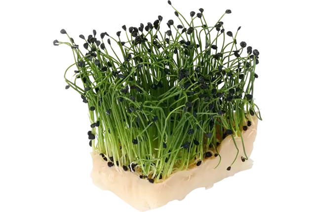 Rock chives cress duo topseal kist 14 stuks